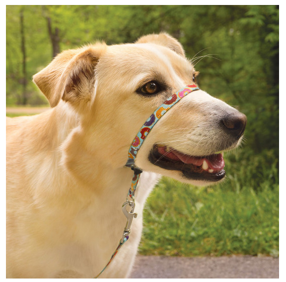 Petsafe Chic Gentle Leader Quick Release Donuts Headcollar and Leash for Dogs